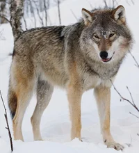 Gray Wolf