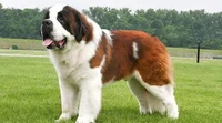 Bruno St Bernard dog