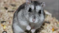 Hamster-Grey