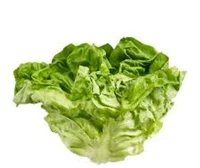 Lechuga 