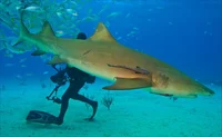 lemon shark
