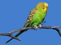 budgerigar
