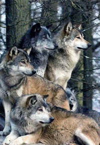 Wolf pack