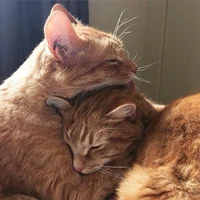 Two cats in love