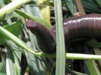Giant Gippsland Worm