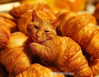 croissant cat
