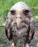 wet owl
