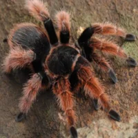 Tarantula
