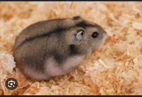 Hamster-mr cheese