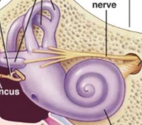 Cochlea or ear snail