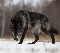 Wolf
