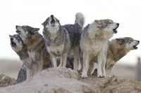 Your 4 wolf mates