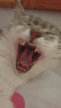 Nugget