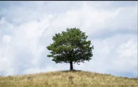 The Lone Tree