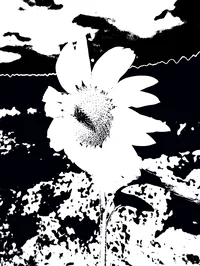 The sunflower curse