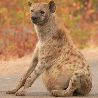 Hyena mom