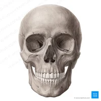 Skeleton academy 