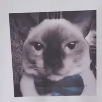 Gato baboso