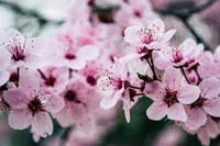 CherryBlossom369