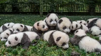 Baby pandas