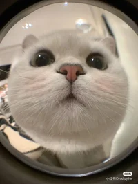 Sha