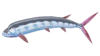 Ichthyodectes