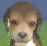 A Nintendogs Beagle