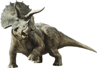 Fred The Triceratops