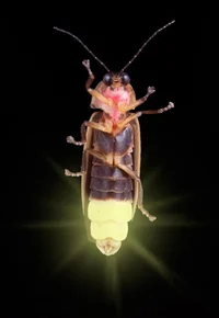 A firefly