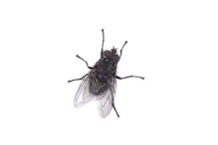 fly