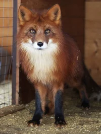 Fox