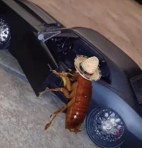 Cockroach with wings