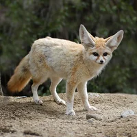 Fennec Fox