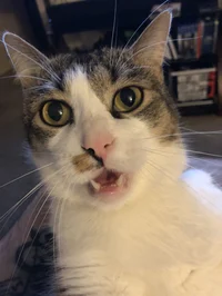 Bakugo older brother