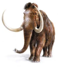 Mammoth