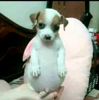 Perro chiquito goldo