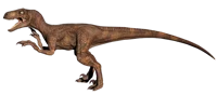 Velociraptor 
