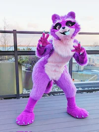 Zee the raccoon 
