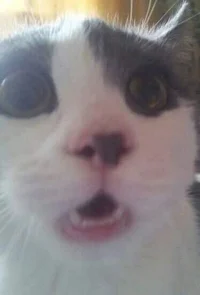 Law your older broth