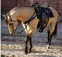 Equine Captain Price