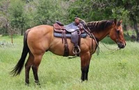 Equine SoapMactavish