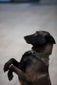 Ghost K9