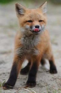 Red fox