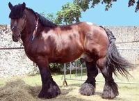 Brown Draft Horse 