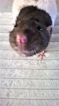 Bsd elementary schoo