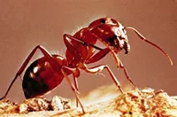 Ant