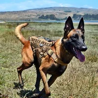 Soap K9
