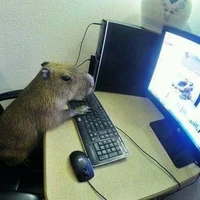 Capibara