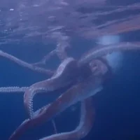 Giant Squid