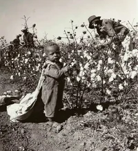 Black cotton picker